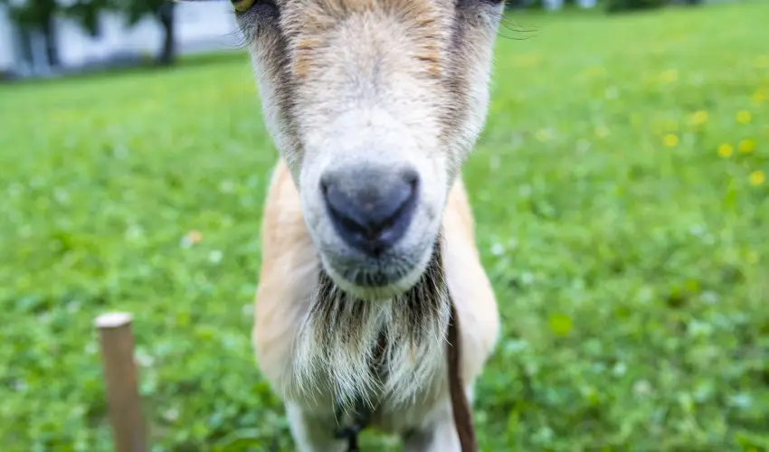 Terml Apartmanok & Kemping Harkny Harkny