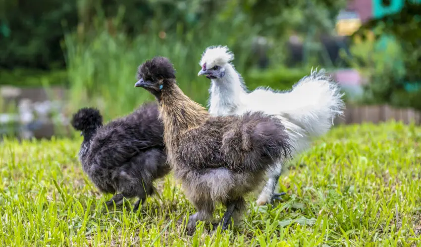 Terml Apartmanok & Kemping Harkny Harkny